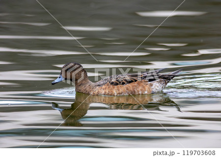 ヒドリガモ ヒドリガモ 119703608