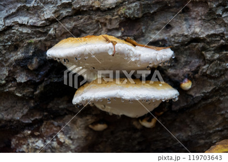closeup of rain drops on fomitopsis pinicola on tree trunk in the forest 119703643