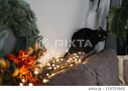 Black cat inspecting a Christmas wreath with fairy lights on a couch. Holiday pet safety, festive decor, and cozy home environment. 119703668