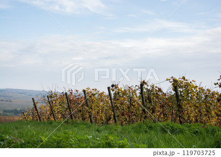 view of autumnal vineyard on blue sky background 119703725