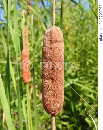 ガマの穂 ガマの穂 119703766