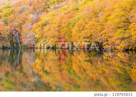 「青森県」蔦沼の紅葉 「青森県」蔦沼の紅葉 119703831