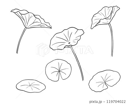 Lotus leaves line sketch. Botanical hand drawn illustrations set. Vector design element Lotus leaves line sketch. Botanical hand drawn illustrations set. Vector design element 119704022