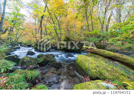 青森県十和田市 紅葉の奥入瀬渓流 青森県十和田市 紅葉の奥入瀬渓流 119704151