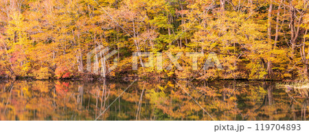 「青森県」蔦沼の紅葉 「青森県」蔦沼の紅葉 119704893