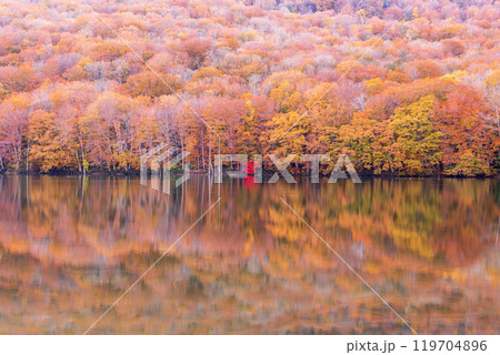 「青森県」蔦沼の紅葉 119704896