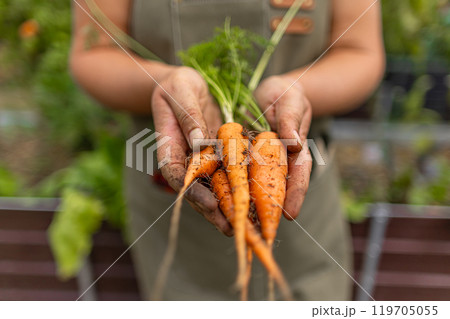 Farmer is holding fresh organic carrots Farmer is holding fresh organic carrots 119705055
