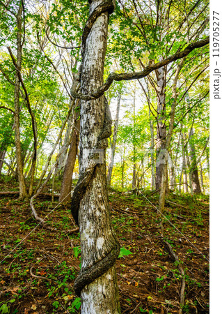 絡みついた木 119705277