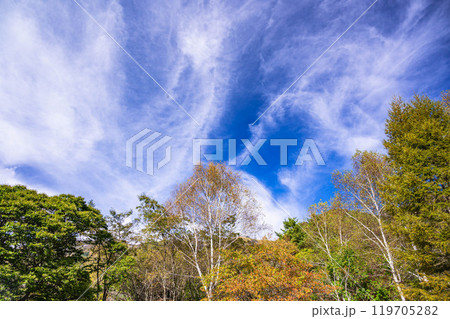 秋晴れの空と紅葉　松本市 119705282