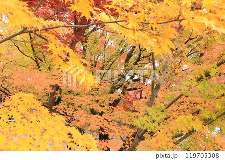 永観堂の鮮やかな紅葉 119705308