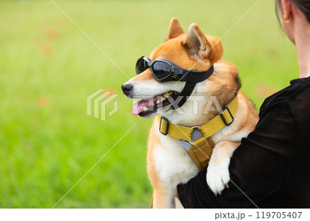 犬用サングラスをした柴犬 119705407