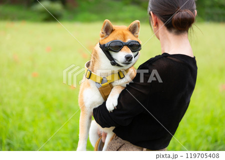 犬用サングラスをした柴犬 119705408