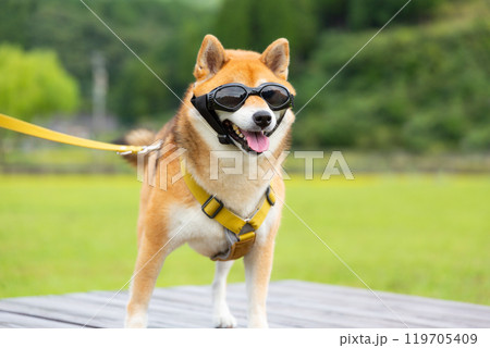 犬用サングラスをした柴犬 119705409