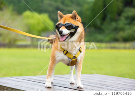 犬用サングラスをした柴犬 119705410