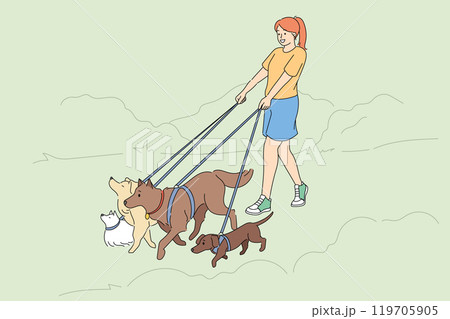 Woman walks dogs of different breeds, enjoying opportunity to spend time in fresh air with pets 119705905