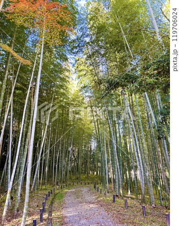 紅葉した竹林 119706024