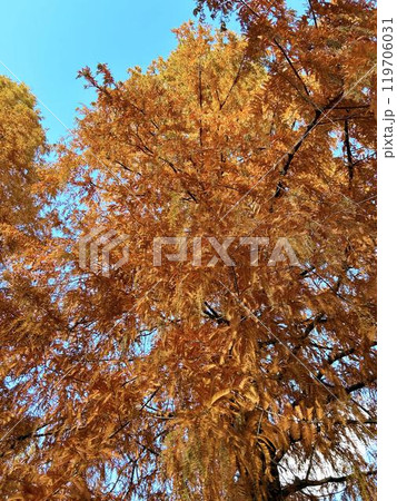青空と紅葉したラクウショウ 青空と紅葉したラクウショウ 119706031