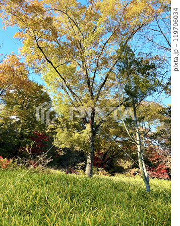色鮮やかな木々 色鮮やかな木々 119706034