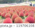 紅葉したコキア 119706108
