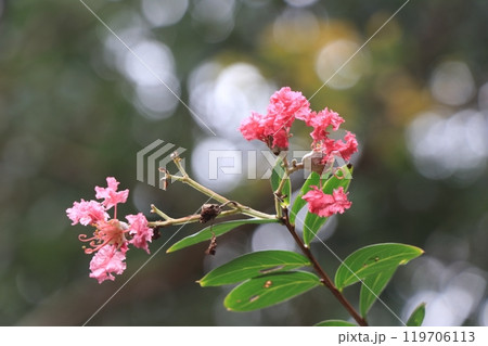 少しだけ残ったピンクのサルスベリの花 119706113