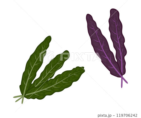 Kale lettuce leaves. Colored Vector isolated illustration Theme vegetables, lettuce, health, greens. 119706242