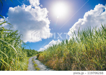 サトウキビ畑 サトウキビ畑 119706288