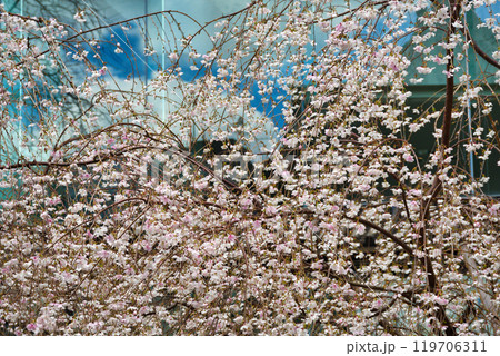 京都 紫雲山頂法寺 六角堂 美しい枝垂れ桜(京都市中京区) 京都 紫雲山頂法寺 六角堂 美しい枝垂れ桜(京都市中京区) 119706311