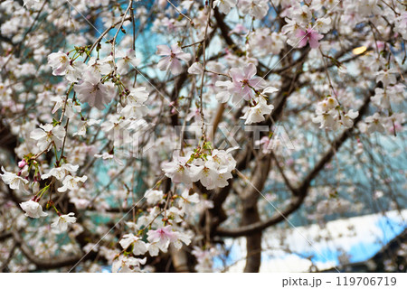京都 紫雲山頂法寺 六角堂 美しい枝垂れ桜(京都市中京区) 京都 紫雲山頂法寺 六角堂 美しい枝垂れ桜(京都市中京区) 119706719