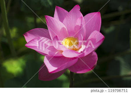 ハス スイレン 蓮 119706751