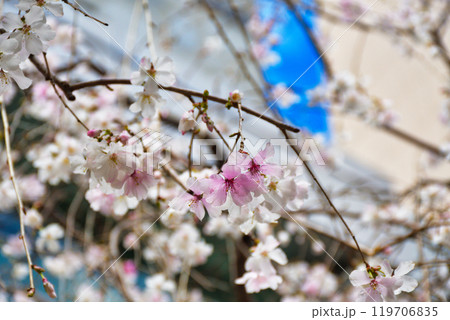 京都　紫雲山頂法寺　六角堂　美しい枝垂れ桜（京都市中京区） 119706835