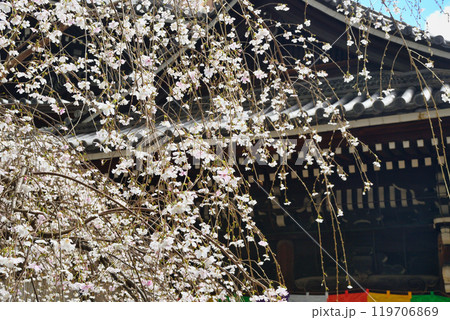 京都 紫雲山頂法寺 六角堂 美しい枝垂れ桜(京都市中京区) 京都 紫雲山頂法寺 六角堂 美しい枝垂れ桜(京都市中京区) 119706869