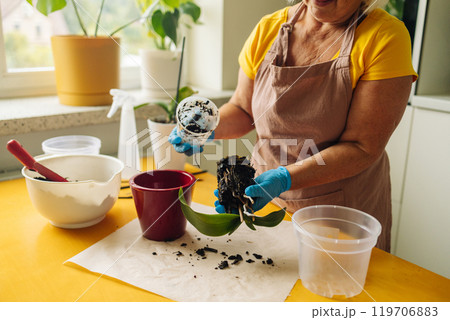 Gardening home. Woman farmer preparing to replant orchid plants by use a shovel to scoop the soil into the pot. Indoor gardening hobbies and jobs indoor plants at home. Gardening home. Woman farmer preparing to replant orchid plants by use a shovel to scoop the soil into the pot. Indoor gardening hobbies and jobs indoor plants at home. 119706883