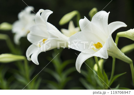 ユリ属 リリウム 鉄砲ユリ 119706947