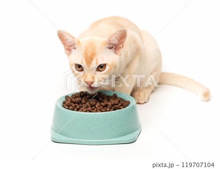 Kitten cream burmese eats dry food. Kitten cream burmese eats dry food. 119707104