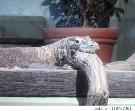 東山動物園のコモドドラゴン 119707361