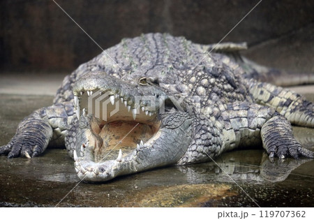東山動物園のイリエワニ 東山動物園のイリエワニ 119707362