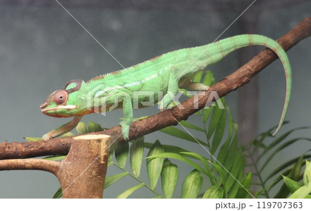 東山動物園のパンサーカメレオン 119707363