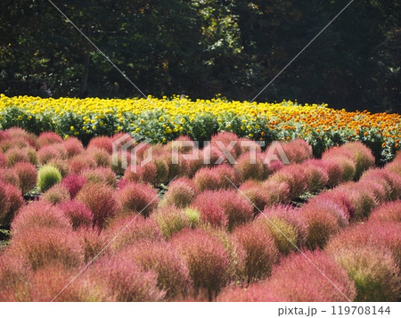 コキアの紅葉と秋のお花畑 119708144