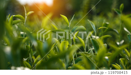 Green tea tree leaves camellia sinensis in organic farm sunlight. Fresh young tender bud herbal farm on summer morning. Sunlight Green tea tree plant. Close up Tree tea plant green nature in morning Green tea tree leaves camellia sinensis in organic farm sunlight. Fresh young tender bud herbal farm on summer morning. Sunlight Green tea tree plant. Close up Tree tea plant green nature in morning 119708415