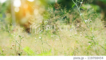 Close up white wild flower blooming in summer garden meadow green blossom in morning. White daisy soft yellow on mountain background nature spring landscape. Flower in green meadow pasture landscape 119708434