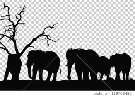 Side view of walking Asian Elephant isolated on white background 119708480