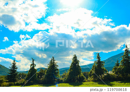 光差す青空の下で木の背比べ 119708618