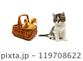 ducklings in a basket and a kitten on a white background 119708622