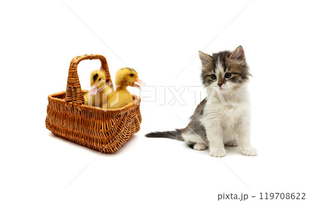 ducklings in a basket and a kitten on a white background 119708622