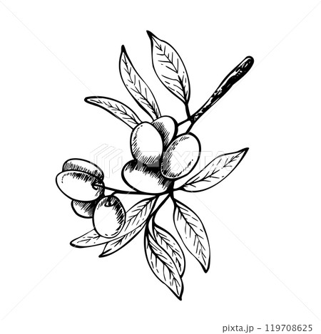 Olive tree branch with leaves and berries Black and white graphic hand drawn vector illustration. Botanical clipart for food menu design, greeting card, product label Isolated line art from background 119708625