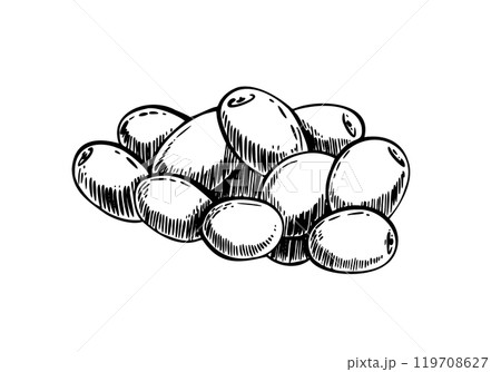 A pile of green Olives fruit and berries. Black line graphic art healthy food, snack. Hand drawn vector illustration. Raw vegetables for extra virgin olive oil product label. Isolated from background 119708627