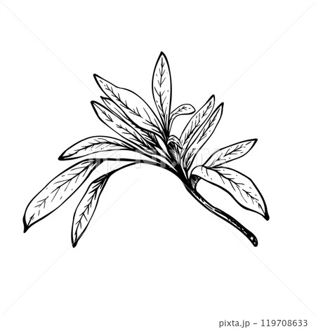 Olive tree branch, no fruit with leaves. Black and white graphic hand drawn vector illustration. Botanical clipart for greeting card, food, cosmetic product label. Isolated line art from background 119708633