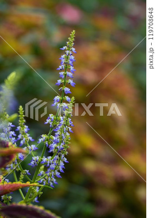 神宮ばら園 119708648