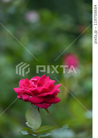 神宮ばら園 119708684