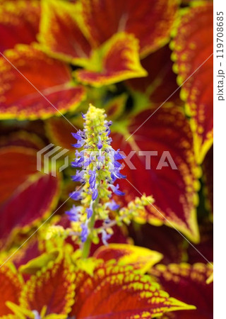 神宮ばら園 神宮ばら園 119708685